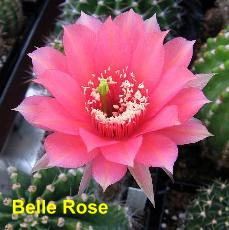 EP-H. Belle Rose.4.1.jpg 